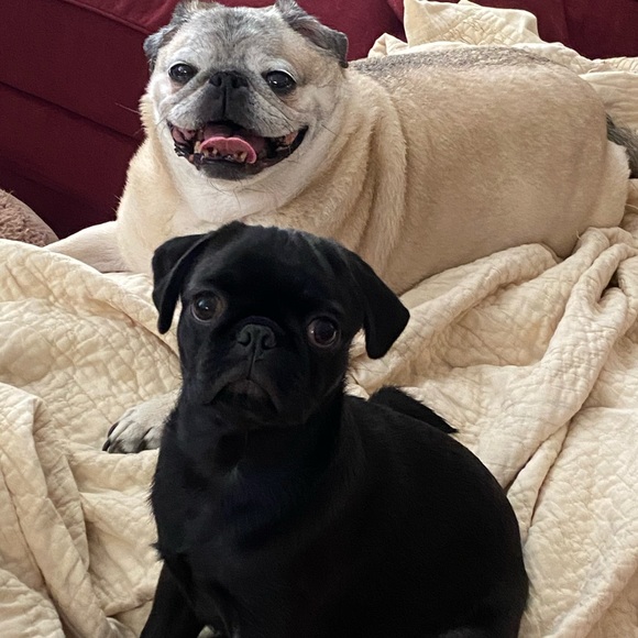 Mother of pugs - Picture 6 of 7